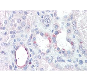Immunohistochemistry - Anti-RHBG Antibody (A286046) - Antibodies.com