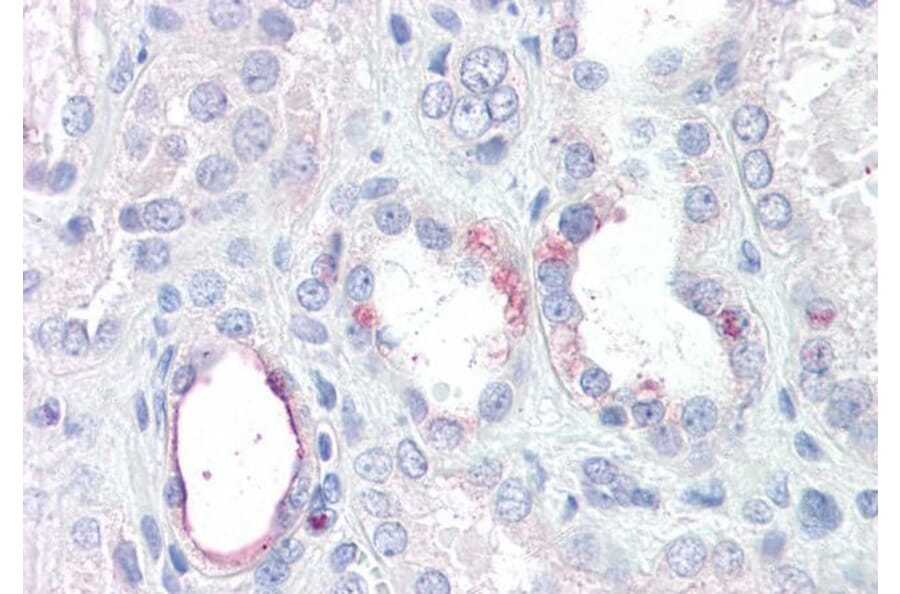 Immunohistochemistry - Anti-RHBG Antibody (A286046) - Antibodies.com