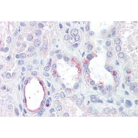 Immunohistochemistry - Anti-RHBG Antibody (A286046) - Antibodies.com