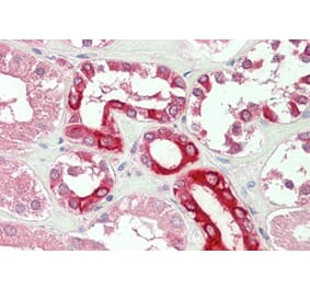 Immunohistochemistry - Anti-Bok Antibody (A286047) - Antibodies.com