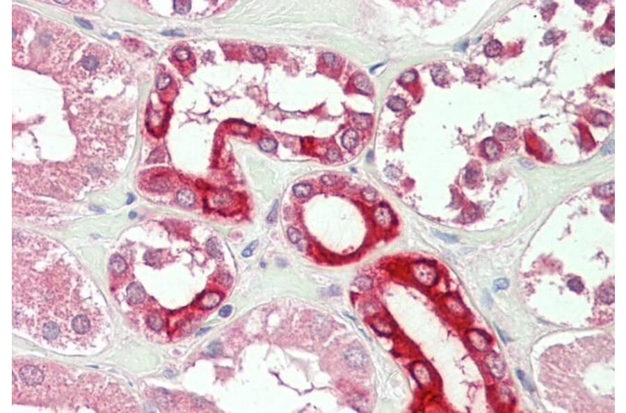 Immunohistochemistry - Anti-Bok Antibody (A286047) - Antibodies.com