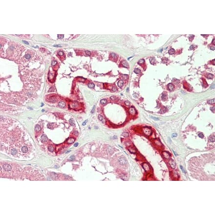 Immunohistochemistry - Anti-Bok Antibody (A286047) - Antibodies.com