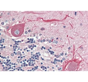 Immunohistochemistry - Anti-BCL2L15 Antibody (A286048) - Antibodies.com