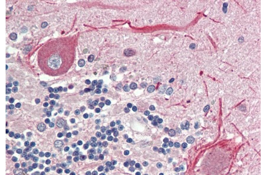 Immunohistochemistry - Anti-BCL2L15 Antibody (A286048) - Antibodies.com