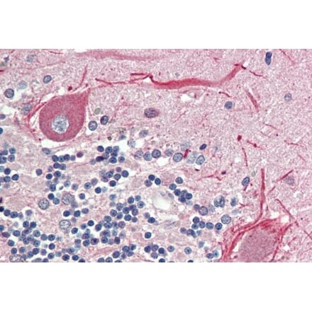 Immunohistochemistry - Anti-BCL2L15 Antibody (A286048) - Antibodies.com