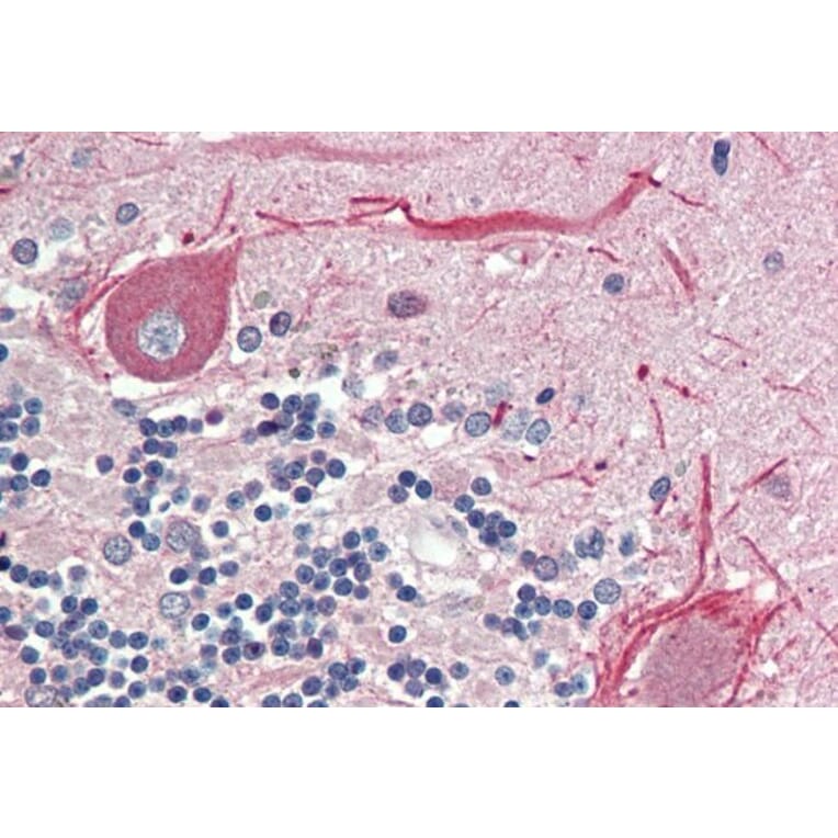 Immunohistochemistry - Anti-BCL2L15 Antibody (A286048) - Antibodies.com