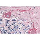 Immunohistochemistry - Anti-BCL2L15 Antibody (A286048) - Antibodies.com