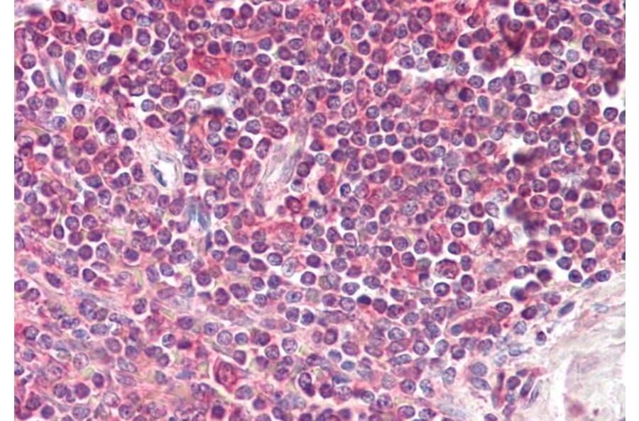 Immunohistochemistry - Anti-PINCH-2 Antibody (A286049) - Antibodies.com