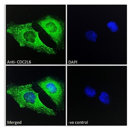 Immunofluorescence - Anti-CDC2L6 Antibody (A286050) - Antibodies.com