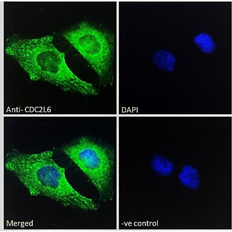 Immunofluorescence - Anti-CDC2L6 Antibody (A286050) - Antibodies.com