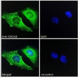 Immunofluorescence - Anti-CDC2L6 Antibody (A286050) - Antibodies.com