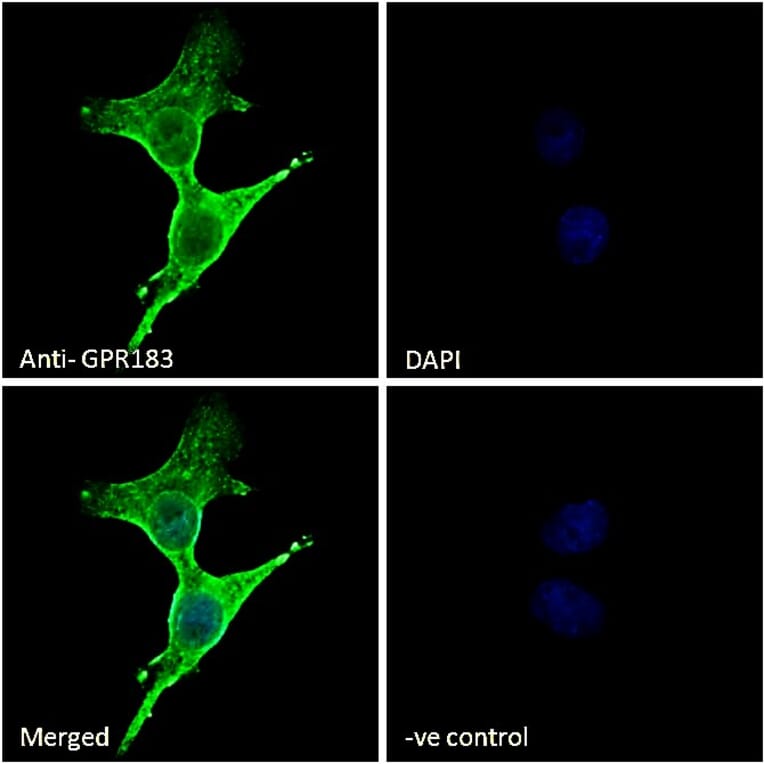 Immunofluorescence - Anti-EBV Induced Gene 2/EBI2 Antibody (A286051) - Antibodies.com