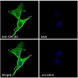 Immunofluorescence - Anti-EBV Induced Gene 2/EBI2 Antibody (A286051) - Antibodies.com