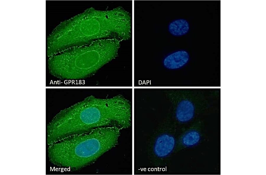 Immunofluorescence - Anti-EBV Induced Gene 2/EBI2 Antibody (A286051) - Antibodies.com
