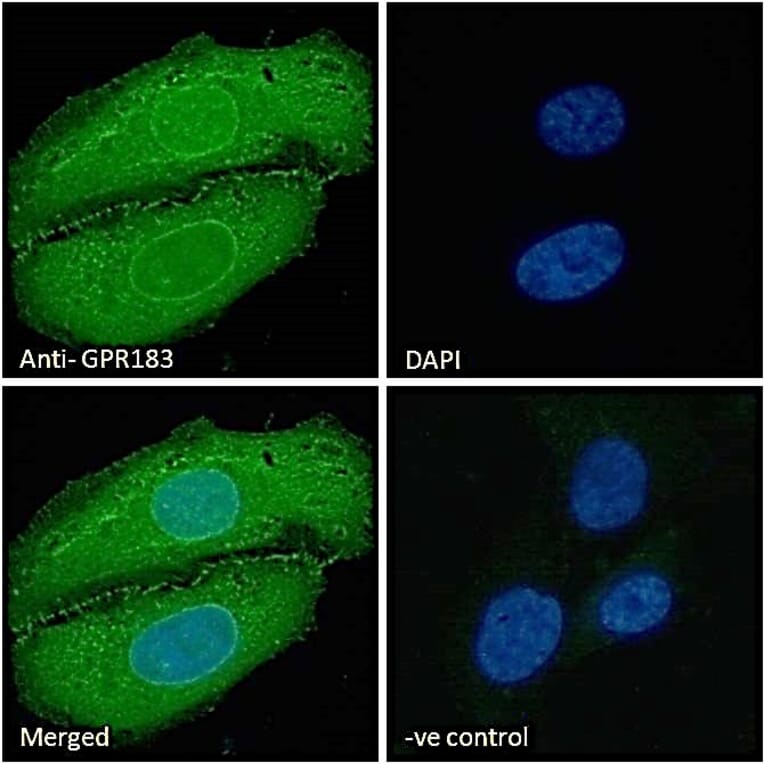 Immunofluorescence - Anti-EBV Induced Gene 2/EBI2 Antibody (A286051) - Antibodies.com