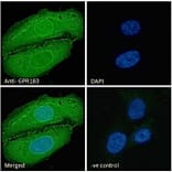 Immunofluorescence - Anti-EBV Induced Gene 2/EBI2 Antibody (A286051) - Antibodies.com