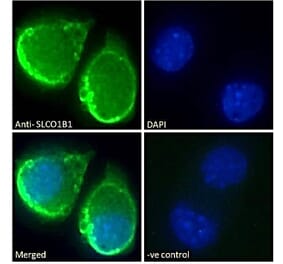 Immunofluorescence - Anti-OATP1B1 Antibody (A286053) - Antibodies.com