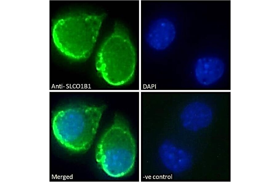 Immunofluorescence - Anti-OATP1B1 Antibody (A286053) - Antibodies.com