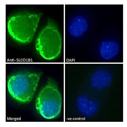 Immunofluorescence - Anti-OATP1B1 Antibody (A286053) - Antibodies.com