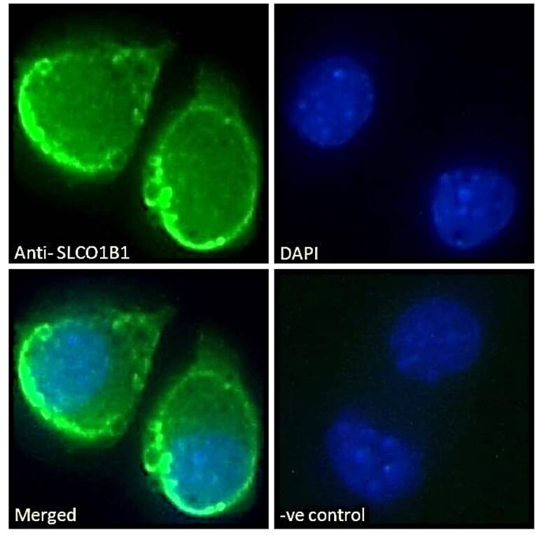 Immunofluorescence - Anti-OATP1B1 Antibody (A286053) - Antibodies.com