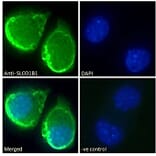 Immunofluorescence - Anti-OATP1B1 Antibody (A286053) - Antibodies.com