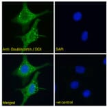 Immunofluorescence - Anti-Doublecortin Antibody (A286054) - Antibodies.com