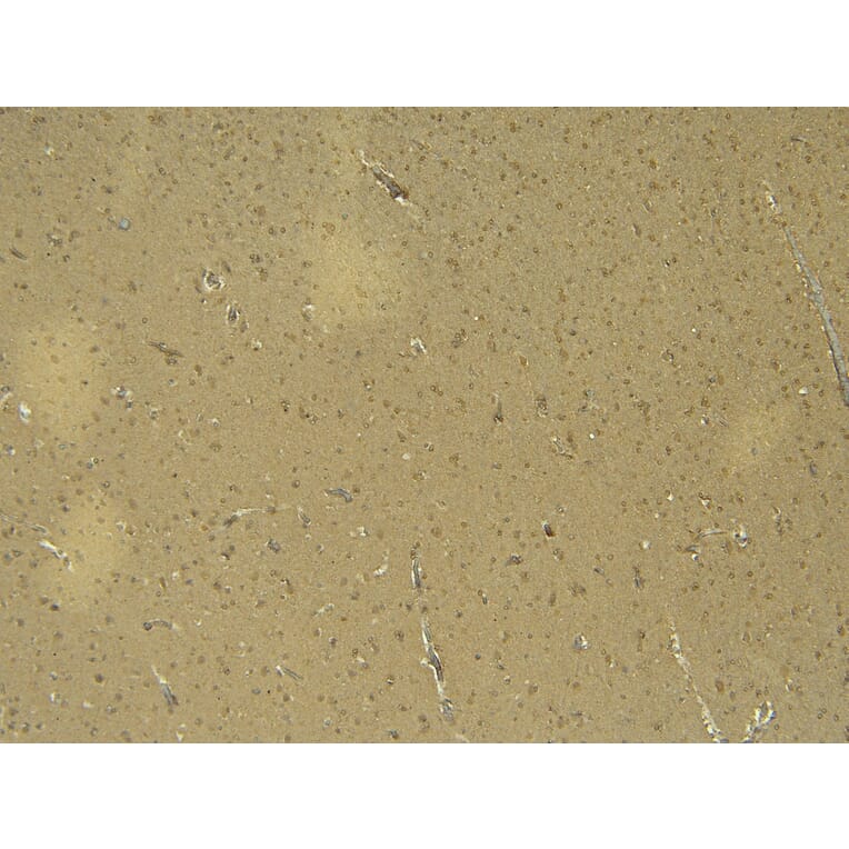 Immunohistochemistry - Anti-Doublecortin Antibody (A286054) - Antibodies.com