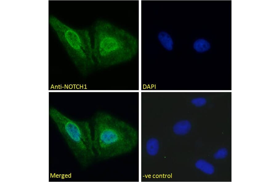 Immunofluorescence - Anti-Notch1 Antibody (A286055) - Antibodies.com