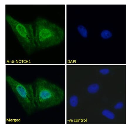 Immunofluorescence - Anti-Notch1 Antibody (A286055) - Antibodies.com