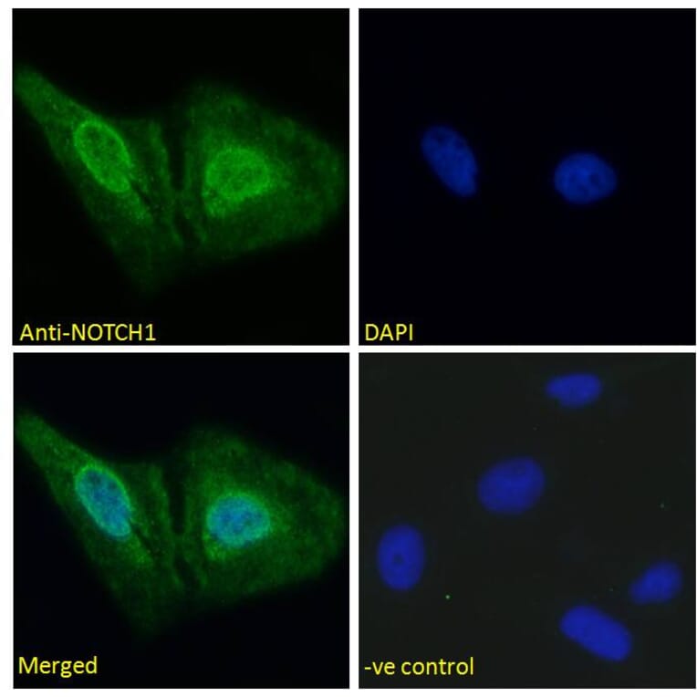 Immunofluorescence - Anti-Notch1 Antibody (A286055) - Antibodies.com