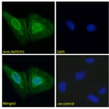 Immunofluorescence - Anti-Notch1 Antibody (A286055) - Antibodies.com