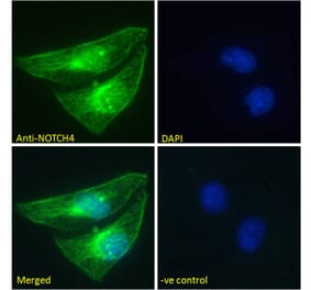 Immunofluorescence - Anti-NOTCH4 Antibody (A286056) - Antibodies.com