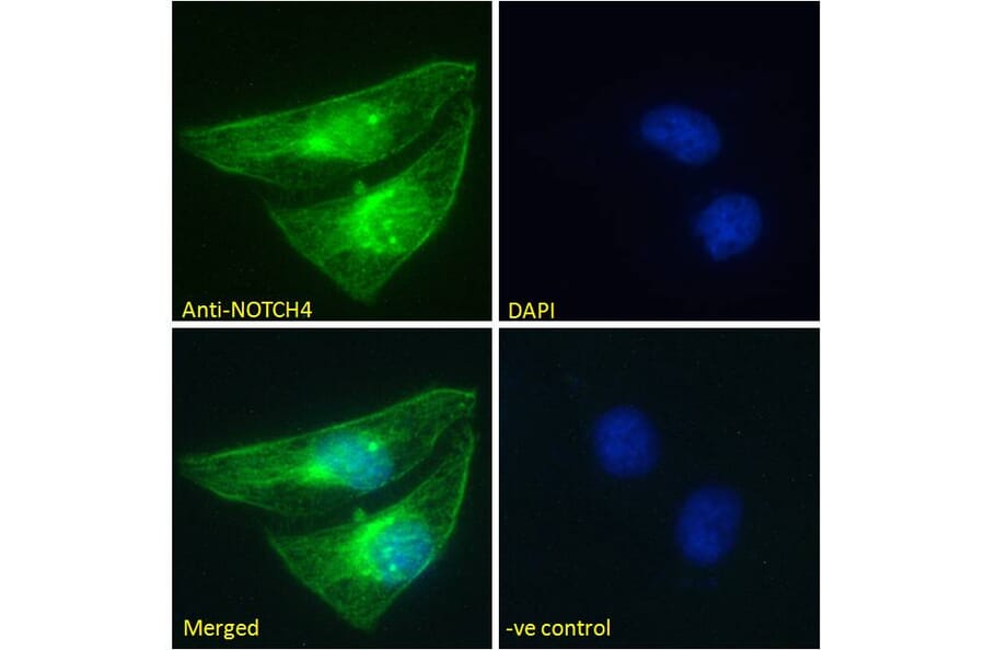 Immunofluorescence - Anti-NOTCH4 Antibody (A286056) - Antibodies.com