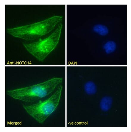 Immunofluorescence - Anti-NOTCH4 Antibody (A286056) - Antibodies.com