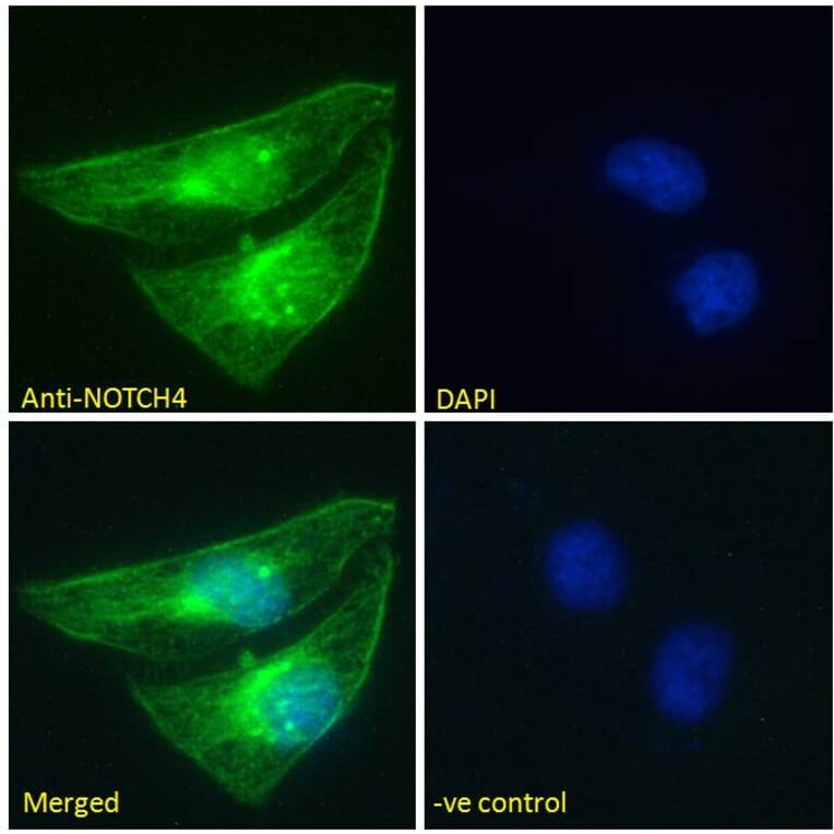 Immunofluorescence - Anti-NOTCH4 Antibody (A286056) - Antibodies.com
