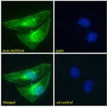 Immunofluorescence - Anti-NOTCH4 Antibody (A286056) - Antibodies.com