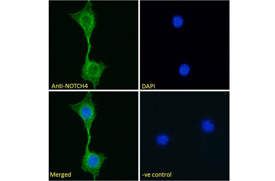 Immunofluorescence - Anti-NOTCH4 Antibody (A286056) - Antibodies.com