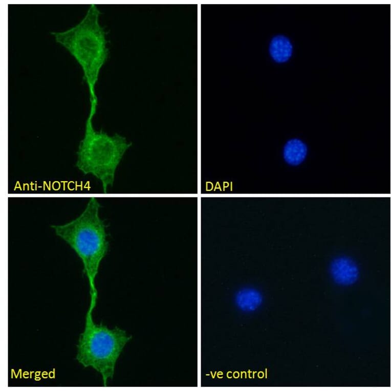 Immunofluorescence - Anti-NOTCH4 Antibody (A286056) - Antibodies.com