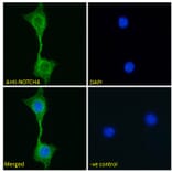 Immunofluorescence - Anti-NOTCH4 Antibody (A286056) - Antibodies.com