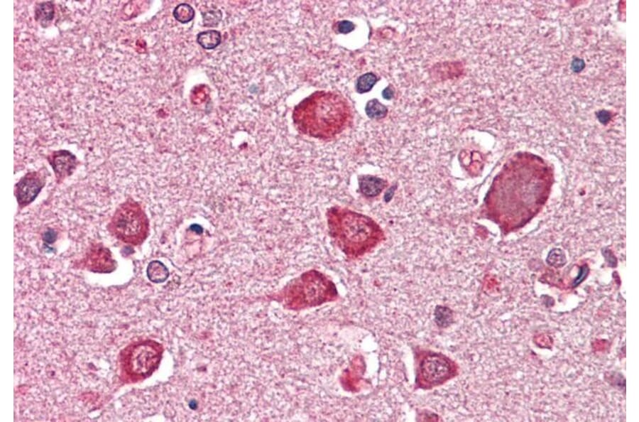 Immunohistochemistry - Anti-GABA A Receptor alpha 6 Antibody (A286057) - Antibodies.com