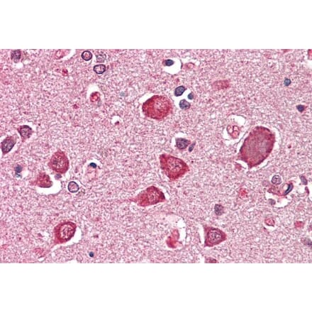 Immunohistochemistry - Anti-GABA A Receptor alpha 6 Antibody (A286057) - Antibodies.com