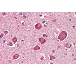 Immunohistochemistry - Anti-GABA A Receptor alpha 6 Antibody (A286057) - Antibodies.com