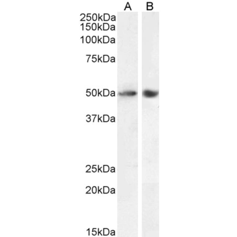Western Blot - Anti-SOX10 Antibody (A286060) - Antibodies.com