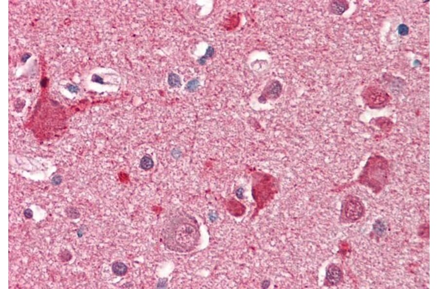 Immunohistochemistry - Anti-DOC2A Antibody (A286061) - Antibodies.com