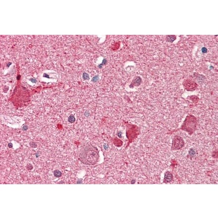 Immunohistochemistry - Anti-DOC2A Antibody (A286061) - Antibodies.com