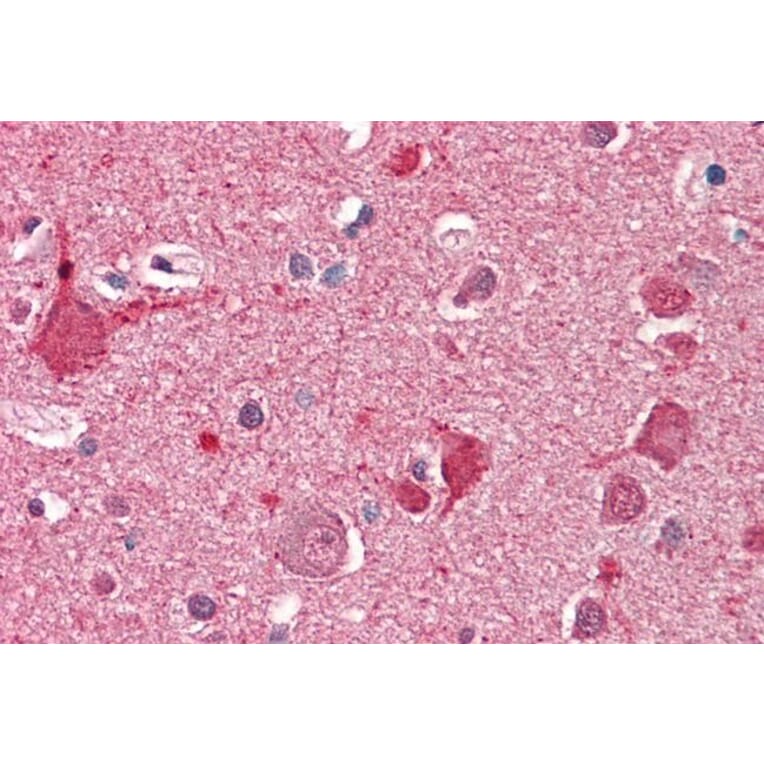 Immunohistochemistry - Anti-DOC2A Antibody (A286061) - Antibodies.com