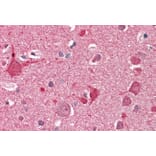 Immunohistochemistry - Anti-DOC2A Antibody (A286061) - Antibodies.com