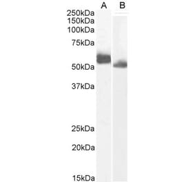 Western Blot - Anti-IRF4 Antibody (A286064) - Antibodies.com