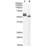 Western Blot - Anti-IRF4 Antibody (A286064) - Antibodies.com
