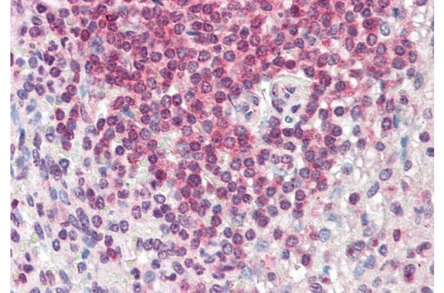 Immunohistochemistry - Anti-HA1 Antibody (A286065) - Antibodies.com
